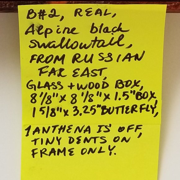 #B2 1 Rare Collectible Real Far East Russian Alpine Black Swallowtail Butterfly - Picture 11 of 13